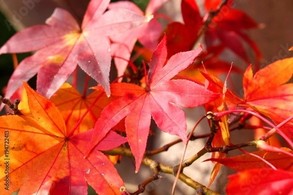 Fototapeta 根来寺の紅葉