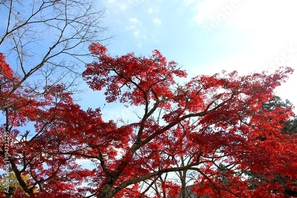 Fototapeta 根来寺の紅葉