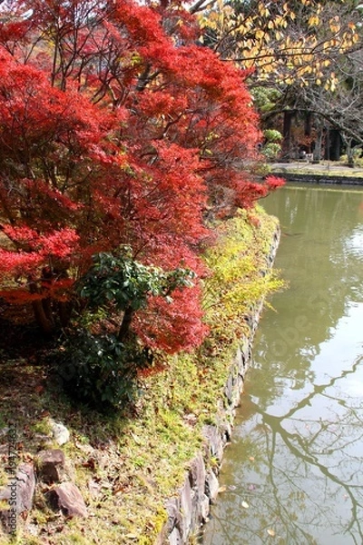 Fototapeta 根来寺の紅葉