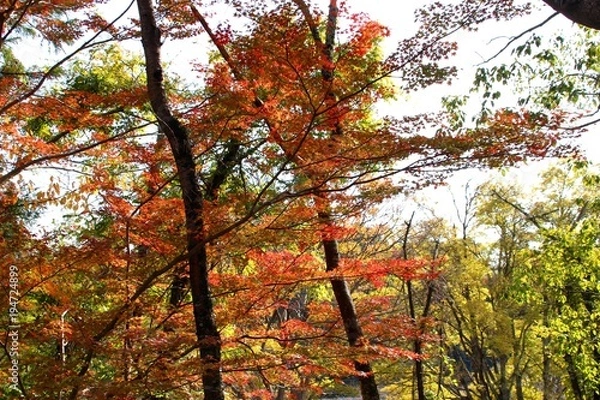 Obraz 根来寺の紅葉