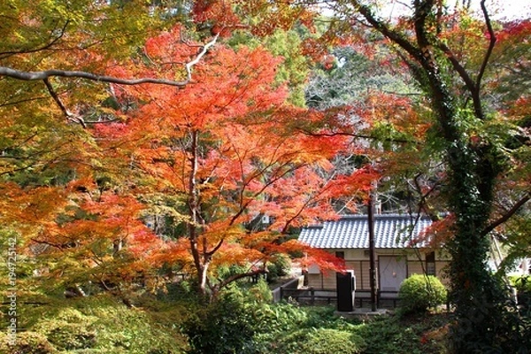 Obraz 根来寺の紅葉