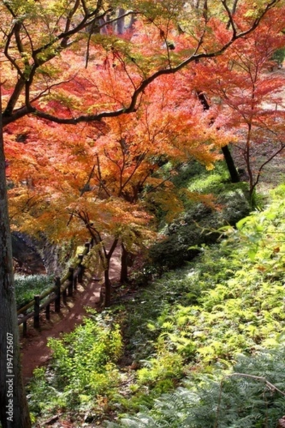 Fototapeta 根来寺の紅葉