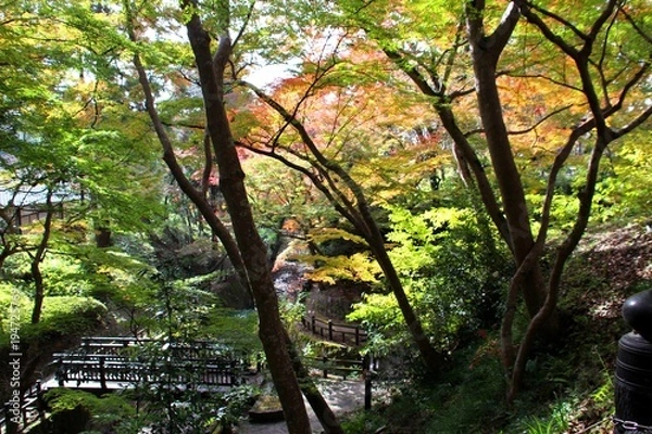 Fototapeta 根来寺の紅葉
