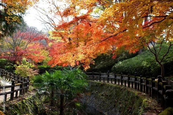 Obraz 根来寺の紅葉