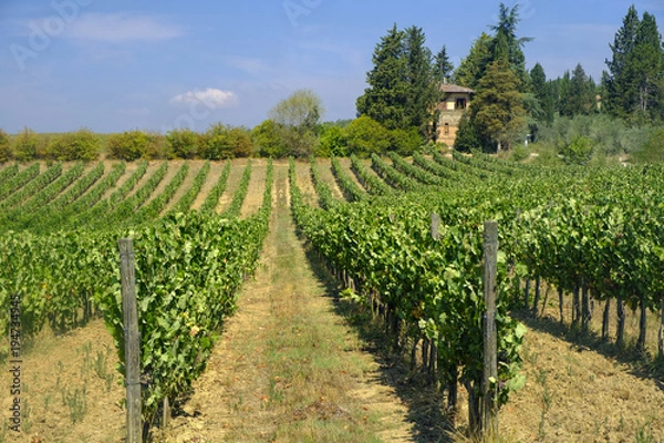 Fototapeta Summer landscape in the Chianti region (Tuscany)