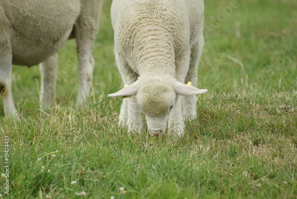 Fototapeta agneau