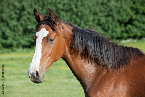 Obraz Portrait of  nice hot-blooded foal