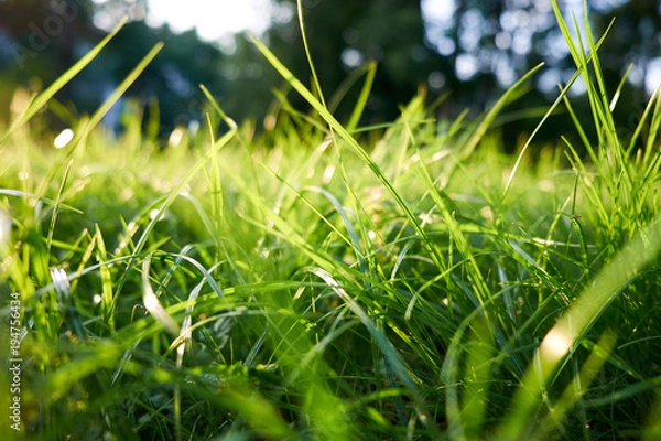 Obraz Green grass background/ green grass closeup
