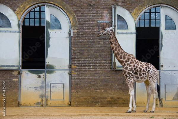 Fototapeta Giraffe
