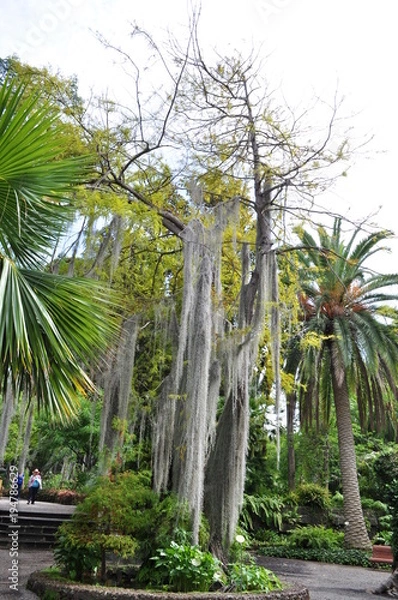 Fototapeta Trauerweide