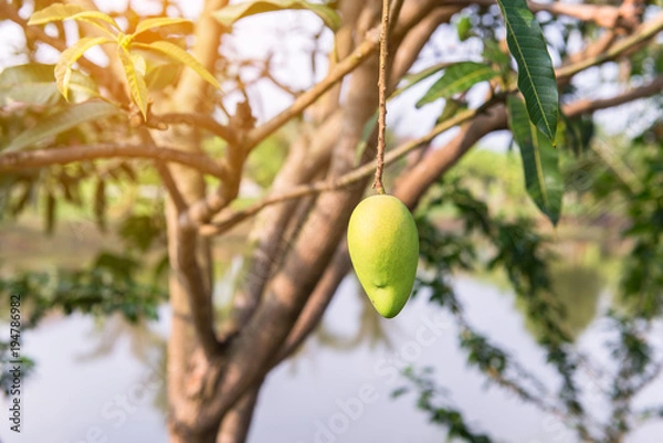Obraz Mango on the tree,Fresh fruits hanging from branches,Bunch of green and ripe mango