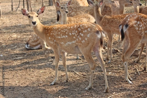 Fototapeta Deers,  they live at a zoo in Thailand  Asia,  for the research and the reproduction.