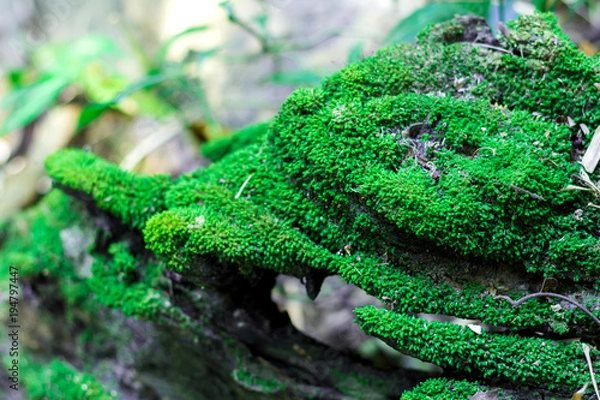 Fototapeta Green moss on the dead tree root