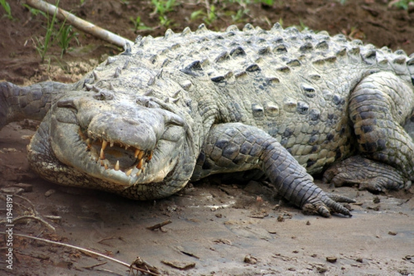 Fototapeta angry crocodile