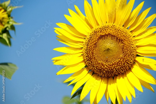 Fototapeta 向日葵