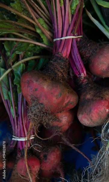 Obraz Fresh Farm Pulled Beets