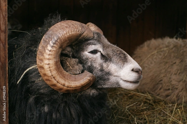 Obraz sheep, gotland sheep - ram