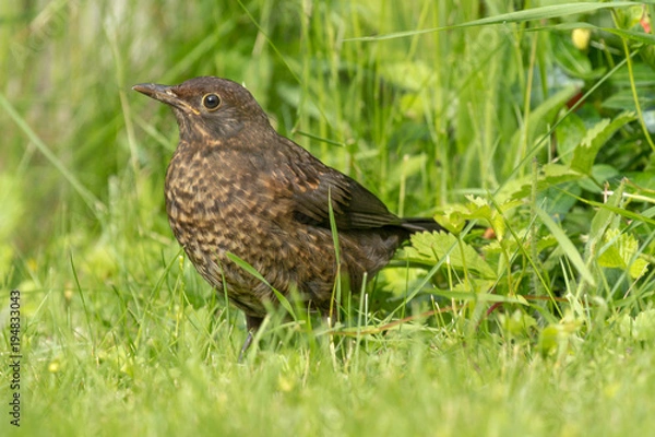 Fototapeta Amselweibchen