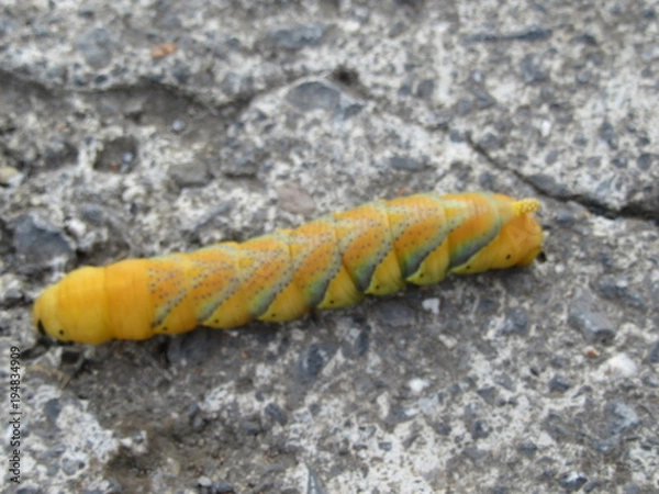 Obraz lombrico giallo