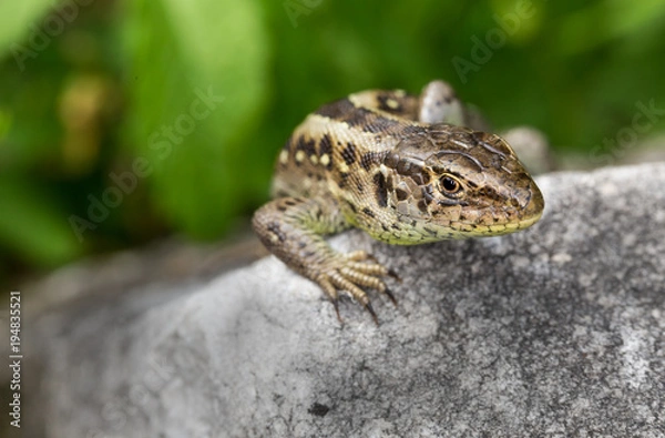 Fototapeta Garteneidechse