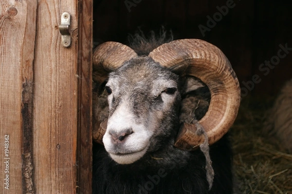 Obraz sheep, gotland sheep - ram