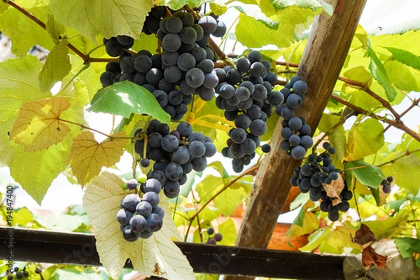 Fototapeta ワイナリーのぶどう