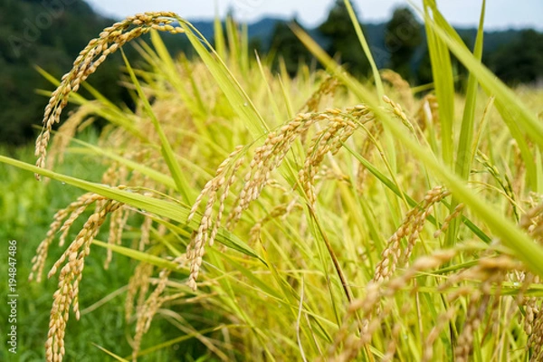Fototapeta 新潟の稲