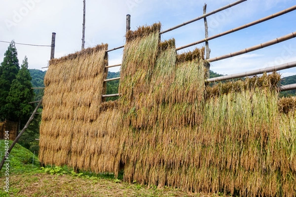 Fototapeta 稲架掛け