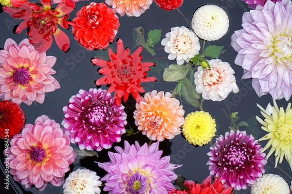 Fototapeta カラフルなダリアの花