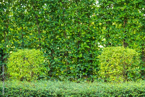 Fototapeta The green plant is used as fence to hide building to invisible