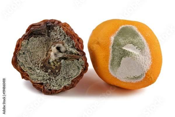 Obraz Fruit, apple and orange, moldy, on a white background