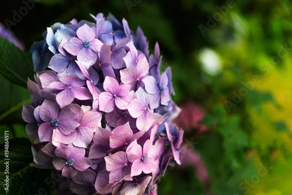 Obraz Hydrangea Flowers in the Garden