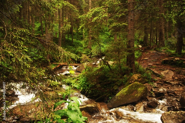 Fototapeta Тропинка вдоль реки