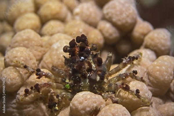 Fototapeta Krab Dekorator, Krab Dekorator