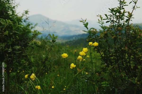 Fototapeta Горные розочки на склоне