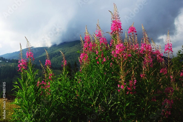 Fototapeta Куст розовых цветов на склоне