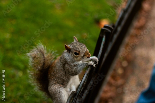 Fototapeta Squirrel in London
