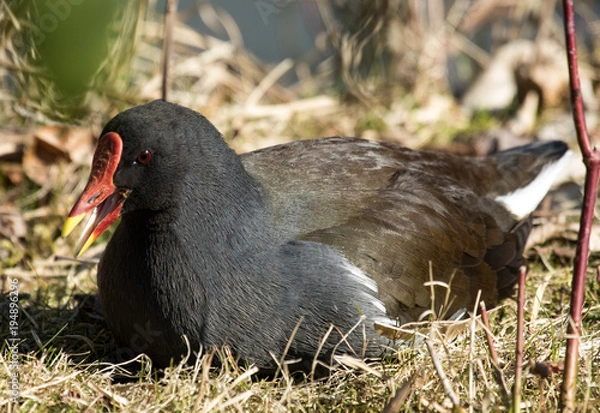 Obraz Teichhuhn Teichralle