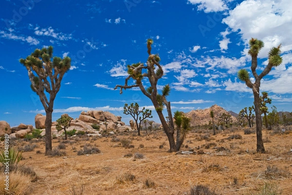 Obraz Joshua Trees