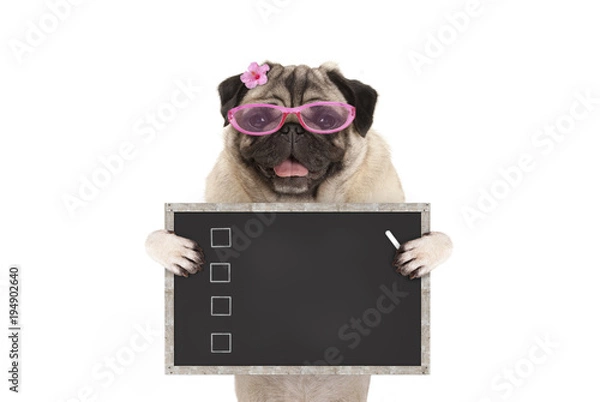 Fototapeta cute female pug dog puppy holding up blank checklist on blackboard with check boxes drawn with chalk, isolated on white background