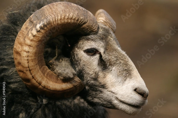 Obraz sheep, gotland sheep - ram