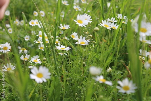Obraz flower, daisy