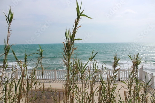 Obraz sea, palm, ocean