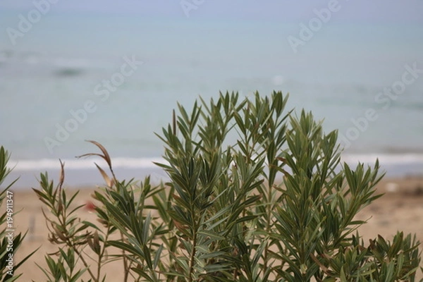 Obraz grass, nature, beach, ocean,
