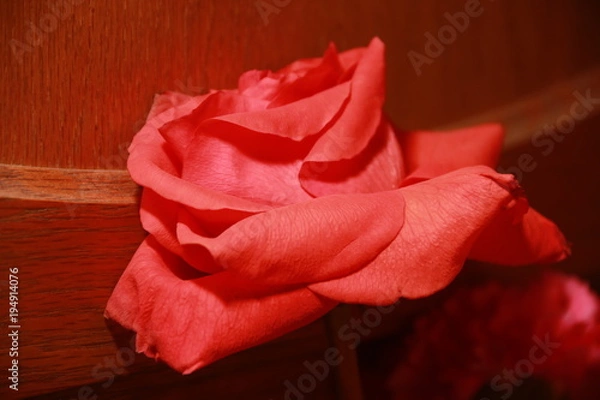 Obraz red rose closeup