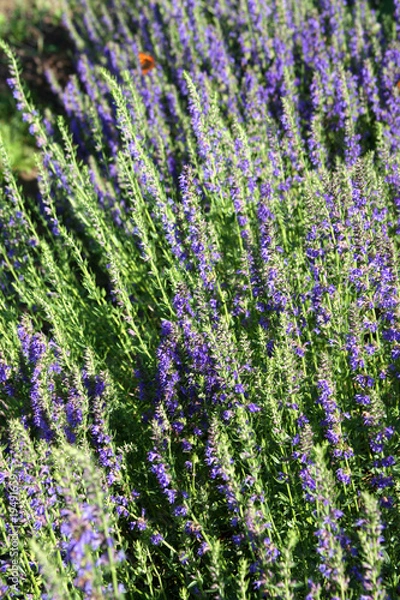 Obraz Blooming hyssop