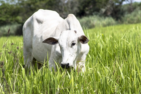 Fototapeta Herd of Nelore cattle grazing in a pasture