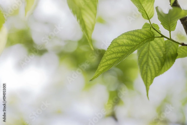 Fototapeta 新緑　エコイメージ