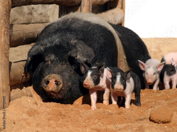 Obraz piglets and sow