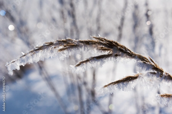 Fototapeta Hoarfrost on dry grass in cold winter morning.